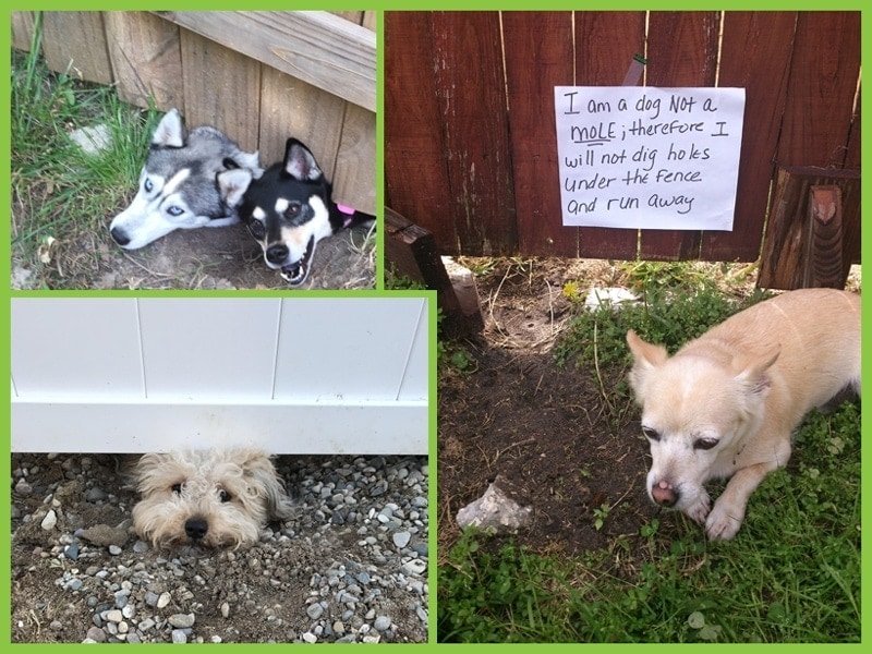 Trex Seclusions Fencing as a Security Fence 3