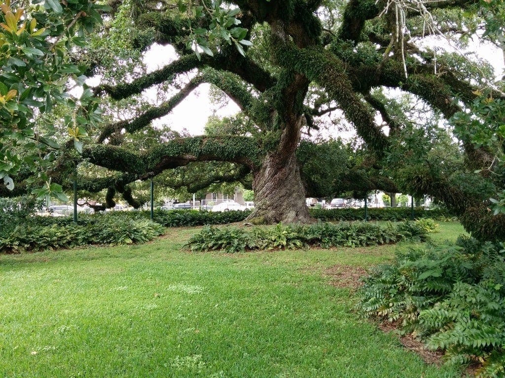 Project Spotlight – AAA Quality Fence – Lafayette 4 The St. John Cathedral Oak, a 500-year-old oak tree in Lafayette Louisiana